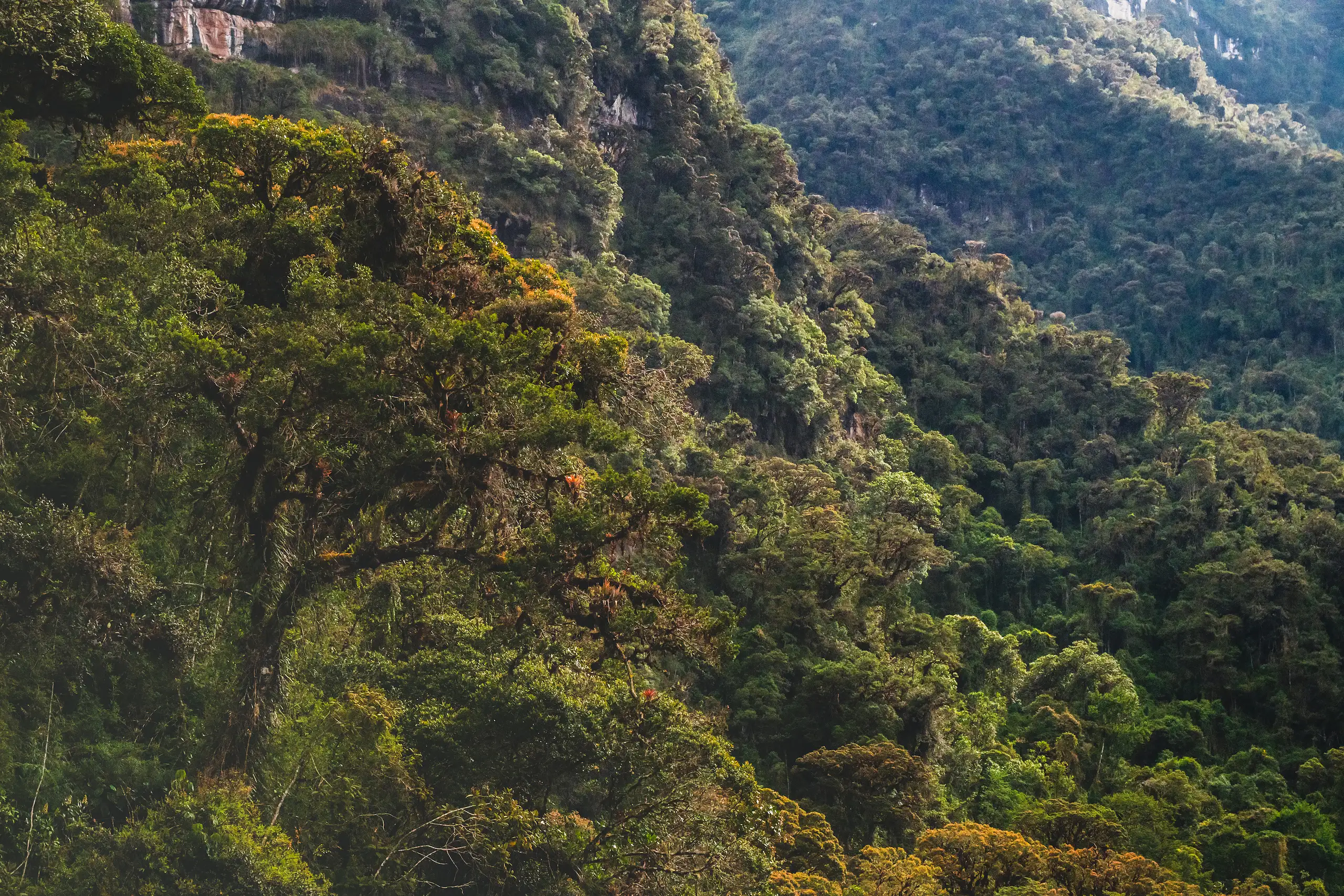 Un árbol ancho cubierto de musgo y cargado de bromelias en primer plano, con bosque nuboso denso que trepa por laderas empinadas hasta un acantilado de caliza clara al fondo, Laguna de los Cóndores, Amazonas, Perú