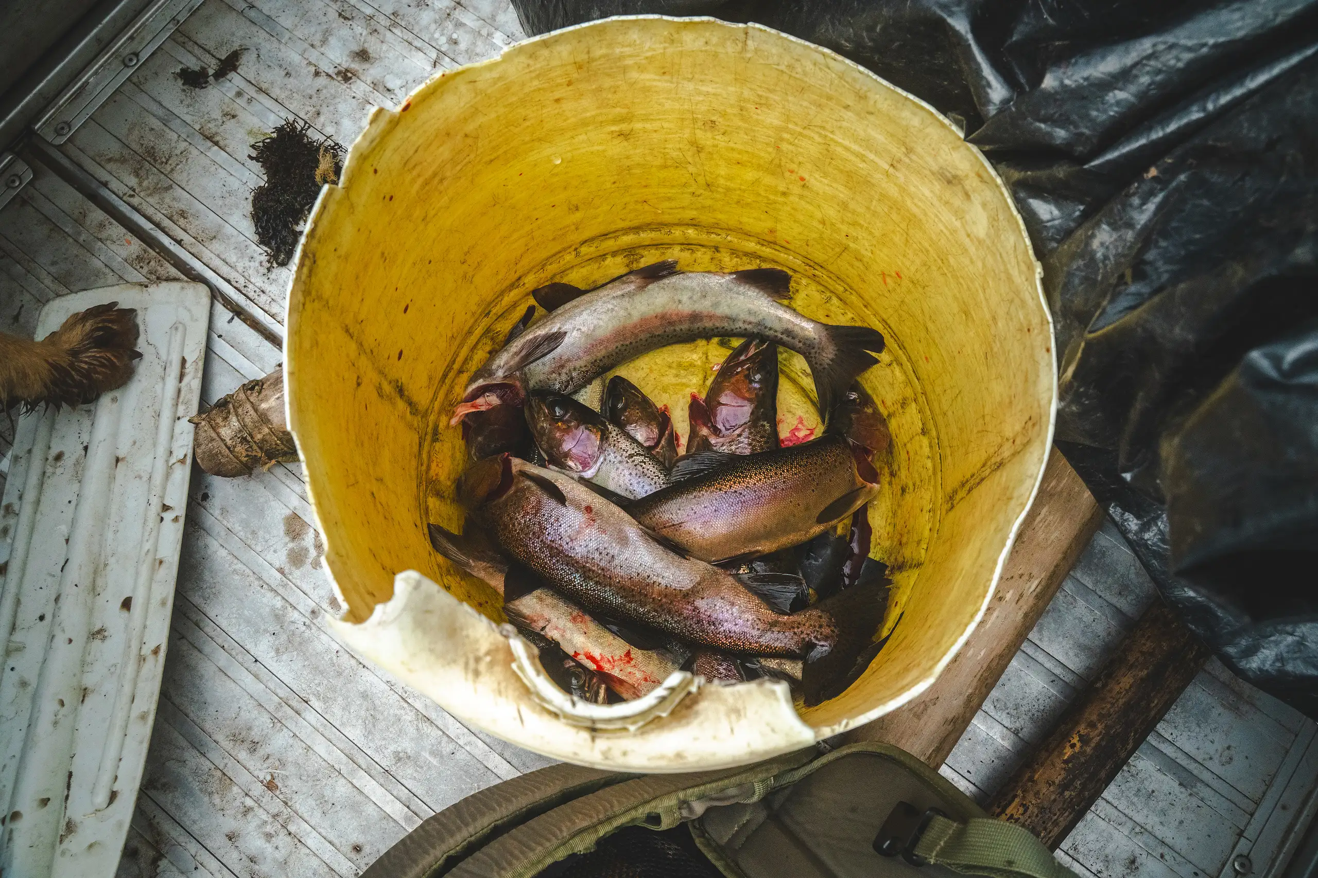 A yellow bucket full of freshly caught trout on the scratched floor of a boat, Laguna de los Cóndores, Amazonas, Peru