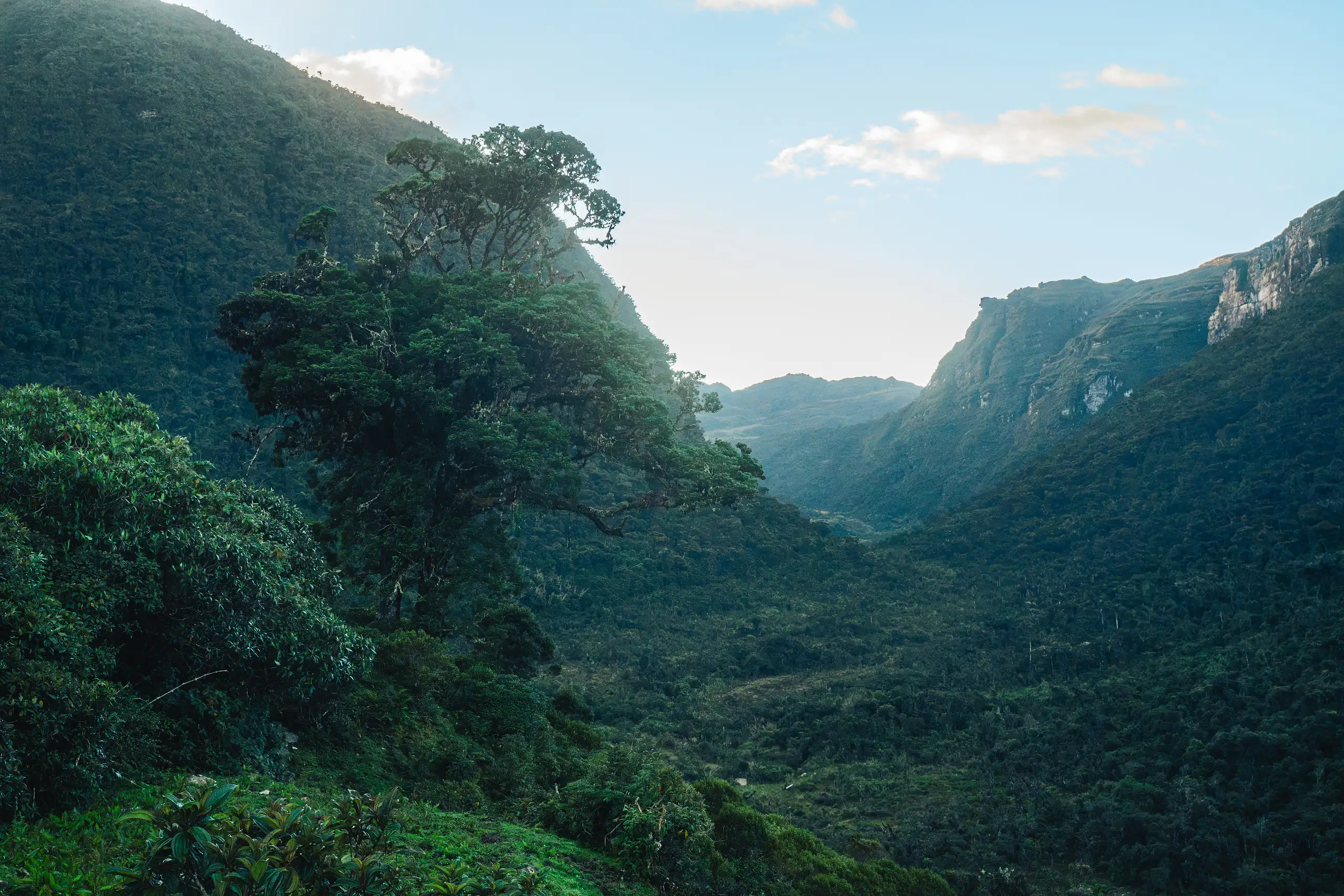 A lone broad tree on a green slope in the foreground, a deep forested valley between steep ridges and limestone cliffs under a pale blue sky, Laguna de los Cóndores, Amazonas, Peru