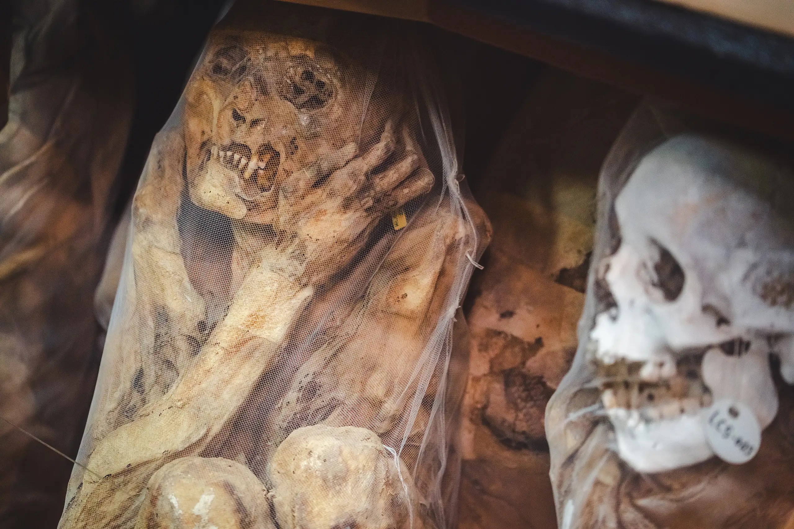 A mummy with its hands raised to its face under fine netting, beside a white skull wearing a catalogue tag, on museum shelves, Museo Leymebamba, Amazonas, Peru