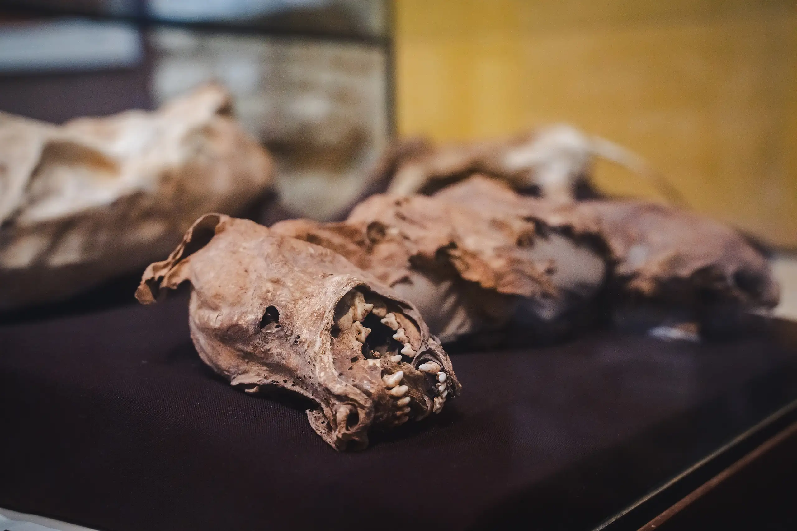 Mummified dog remains with bared teeth lying on dark cloth in a glass display case, Museo Leymebamba, Amazonas, Peru
