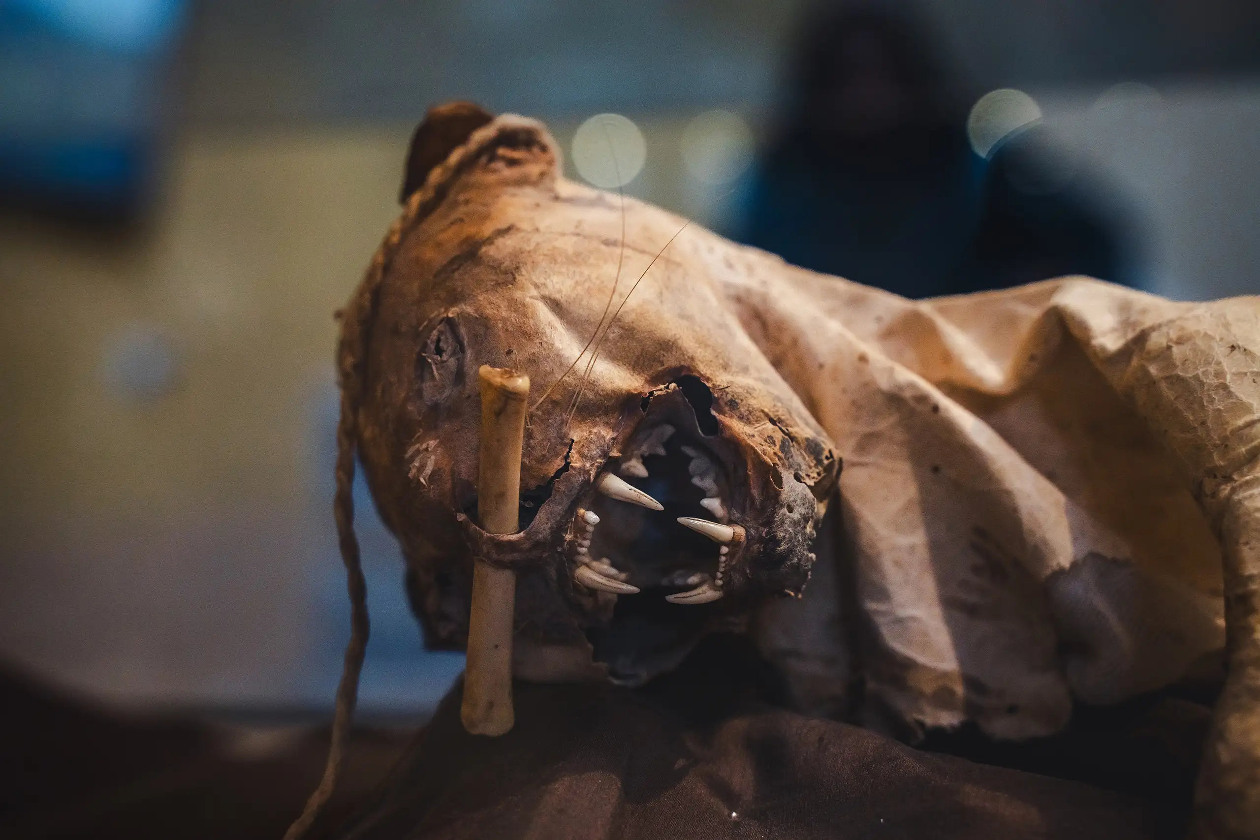 Close-up of a mummified cat's head with sharp teeth, a bone and cord tied at its muzzle, behind glass, Museo Leymebamba, Amazonas, Peru