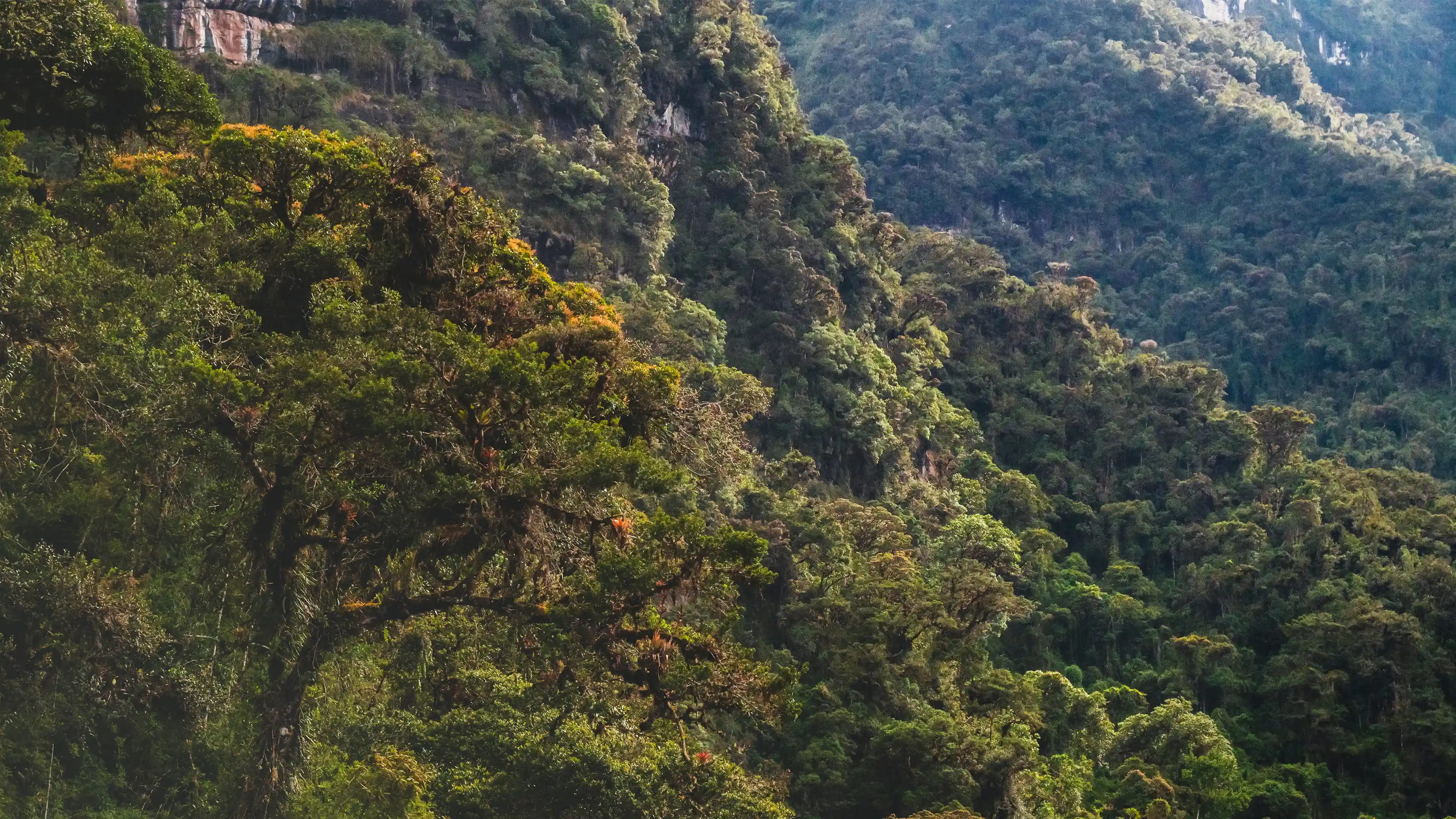 Dense cloud forest covering steep slopes, moss-hung trees in the foreground and ridge after forested ridge behind, around Laguna de los Cóndores, Amazonas, Peru