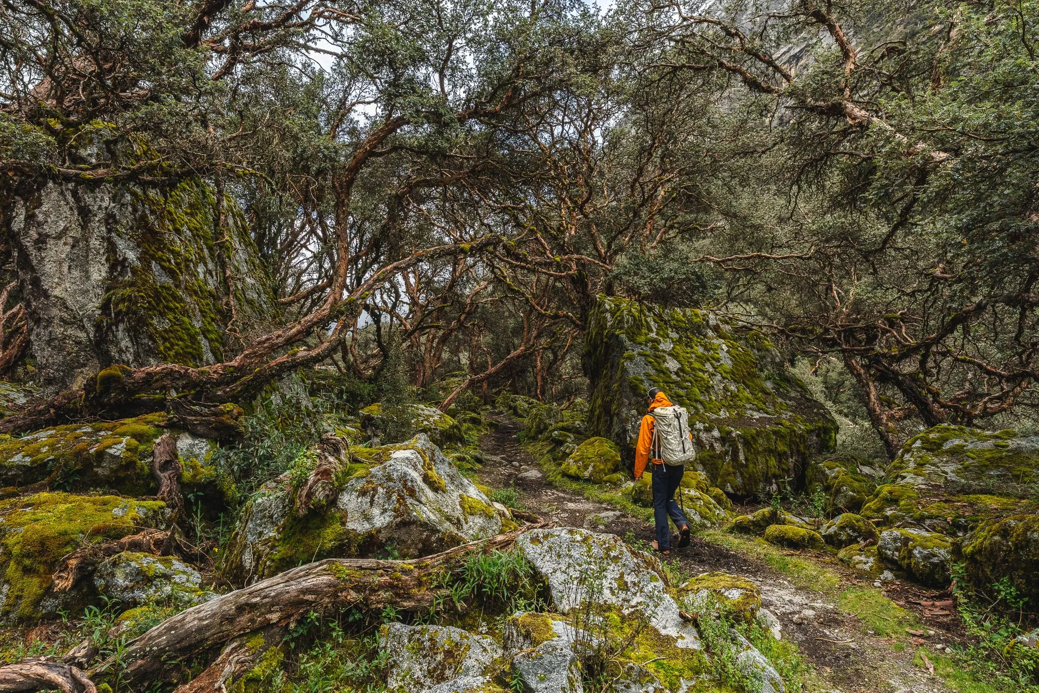 A climber in an orange jacket walking a rocky path through a moss-covered queñua forest of twisted trees, on the way to Refugio Ishinca, Cordillera Blanca, Peru