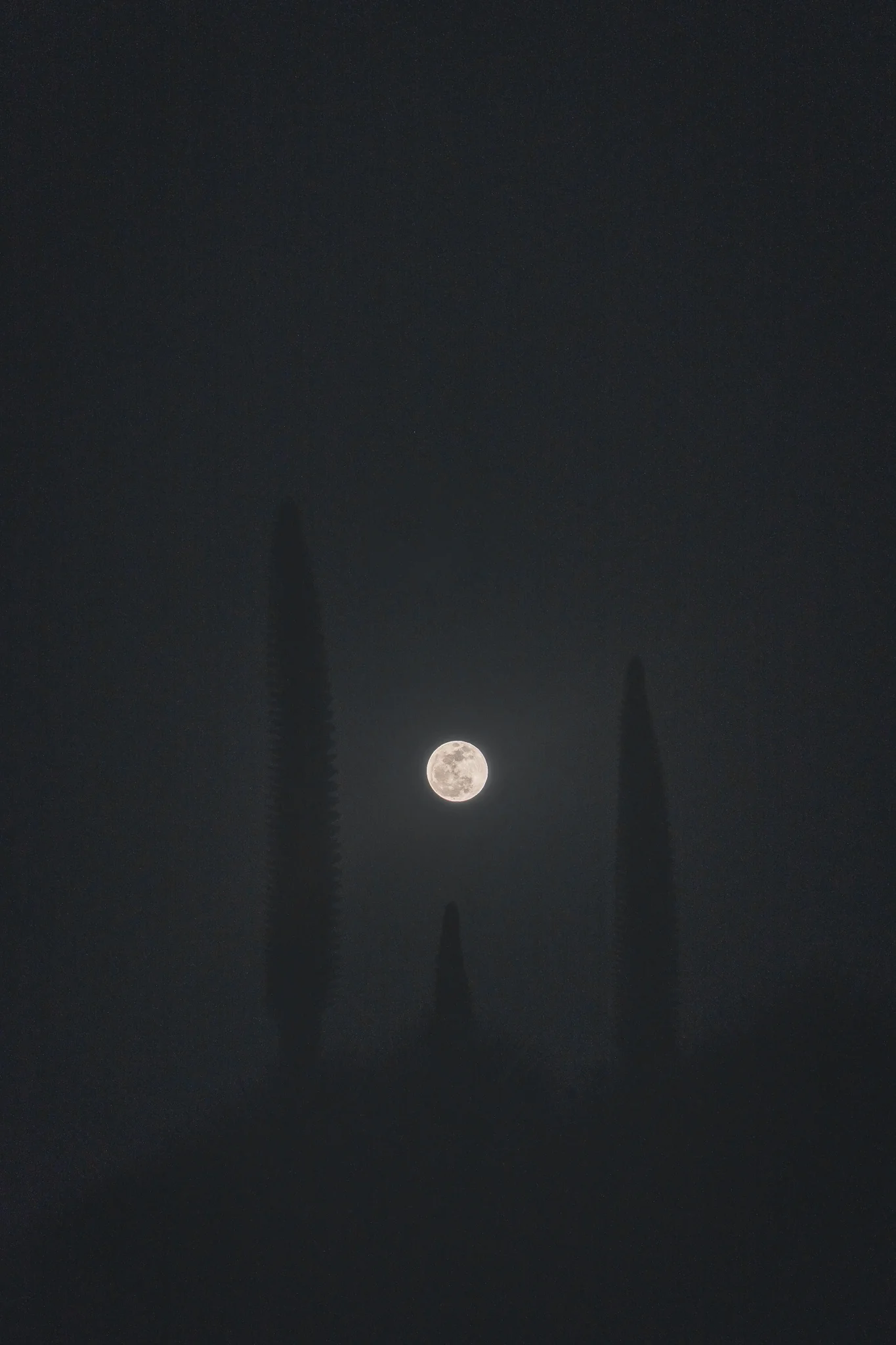 A full moon glowing through haze between the tall flowering spikes of three Puya Raimondii plants at night, Huascarán National Park, Peru