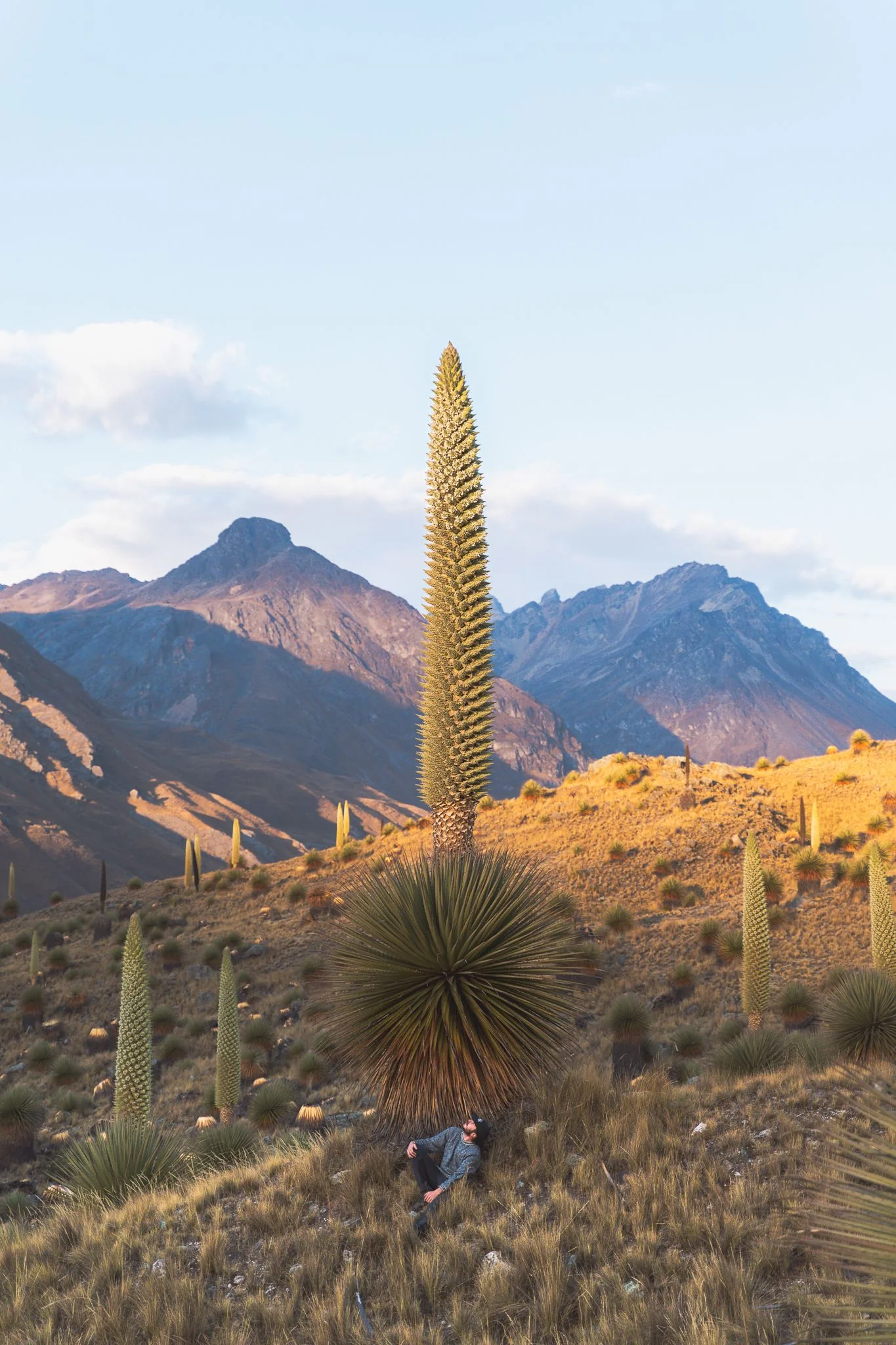 A Puya Raimondii in full flower towering over a person sitting at its base, more plants scattered across the slope and mountains behind, Huascarán National Park, Peru