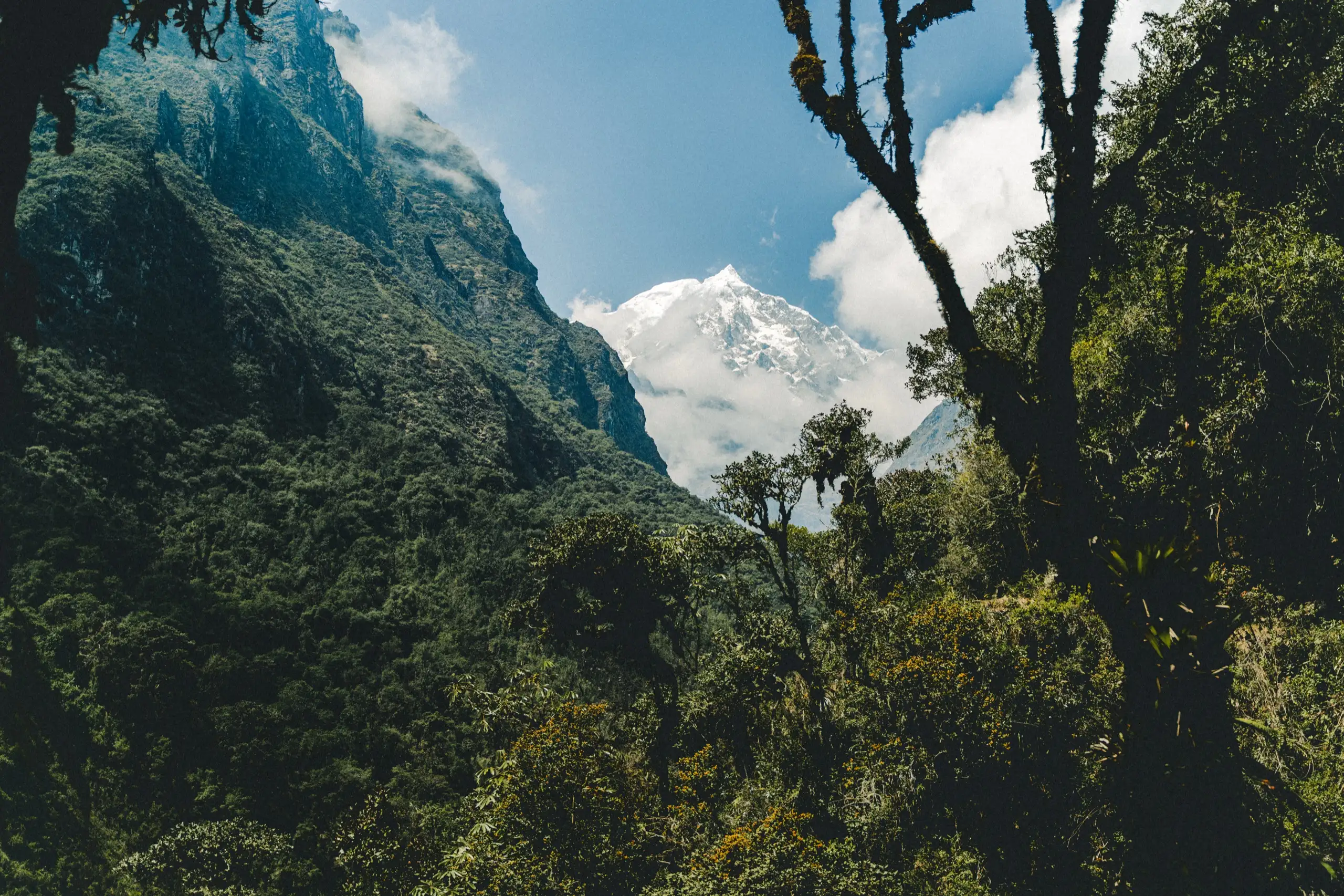 Moss-hung cloud-forest trees framing a distant snow-covered peak and steep green cliffs under blue sky and cloud, Ahobamba Valley, Cusco region, Peru