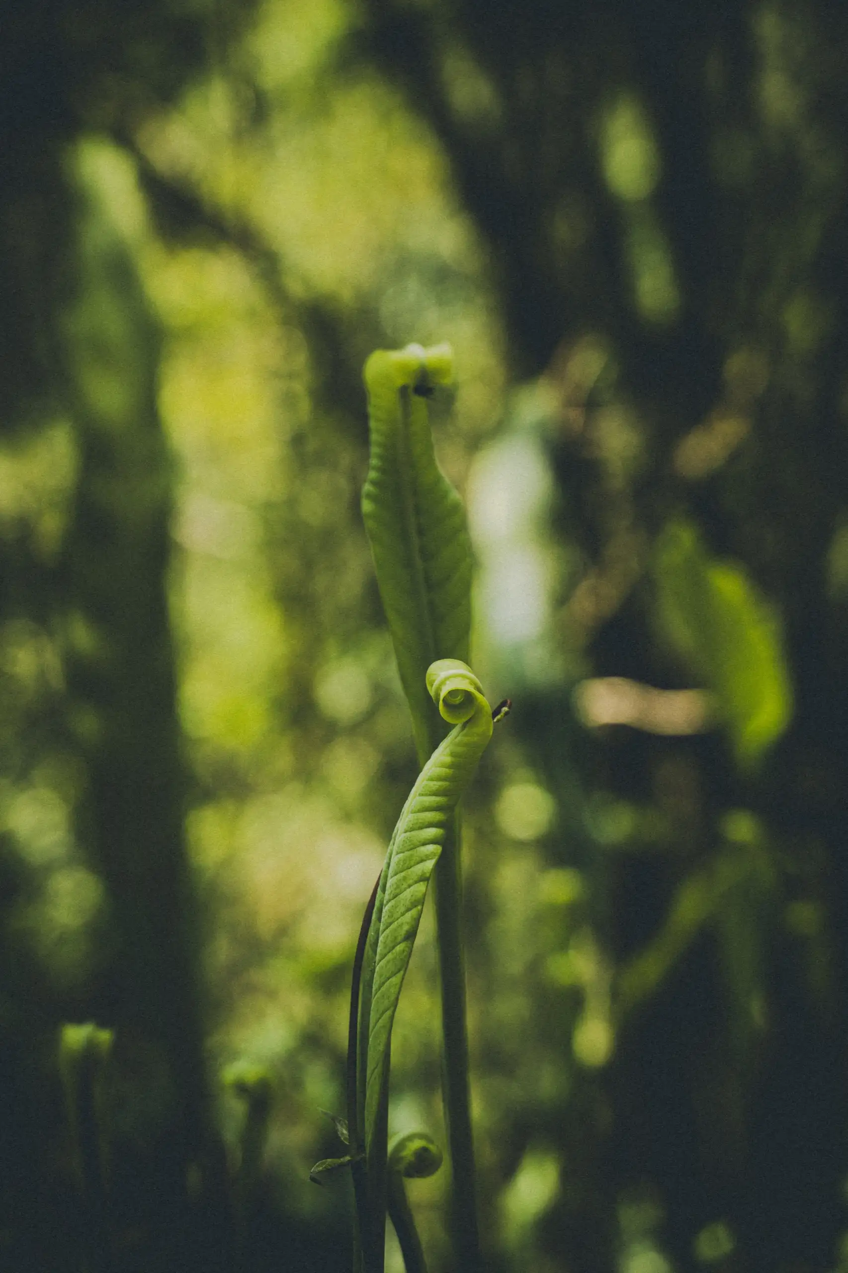 Close-up of a fern frond uncurling from its spiral against a soft, blurred green background, Ahobamba Valley, Cusco region, Peru