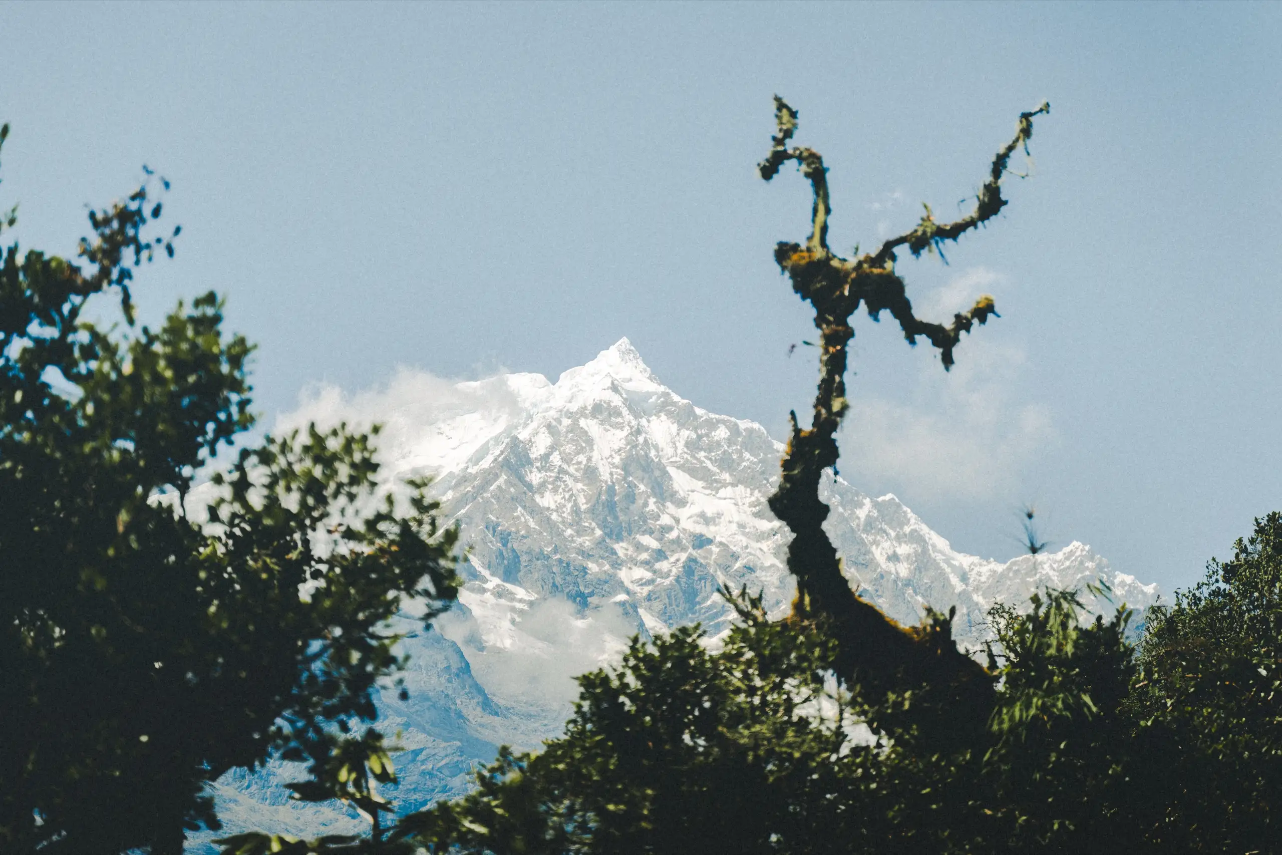 A snow-covered peak seen through twisted, moss-covered branches and the dark silhouettes of cloud-forest trees, Ahobamba Valley, Cusco region, Peru