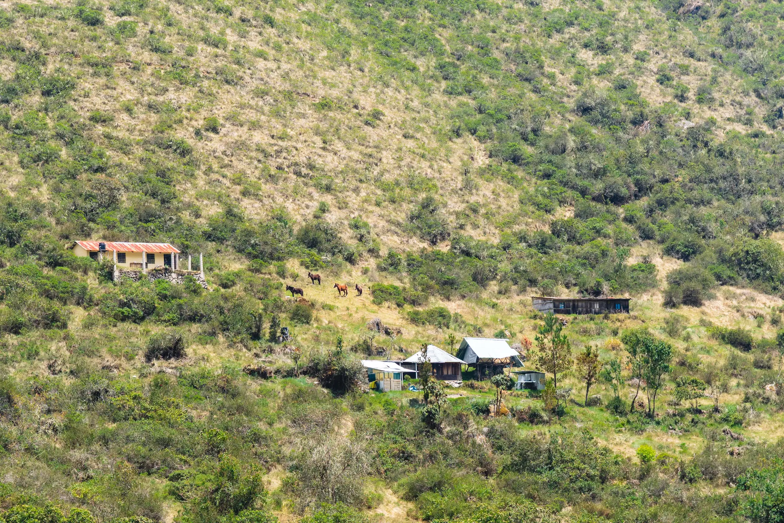A green hillside of scrub and trees with a few small red- and tin-roofed buildings, horses grazing on the slope between them, Ahobamba Valley, Cusco region, Peru