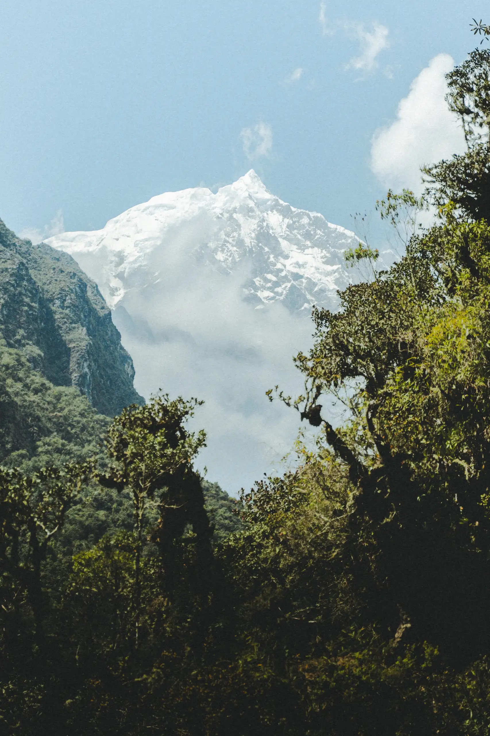 Vertical view of a snow-covered peak framed by dark cloud-forest trees and a steep green valley wall, under a blue sky, Ahobamba Valley, Cusco region, Peru