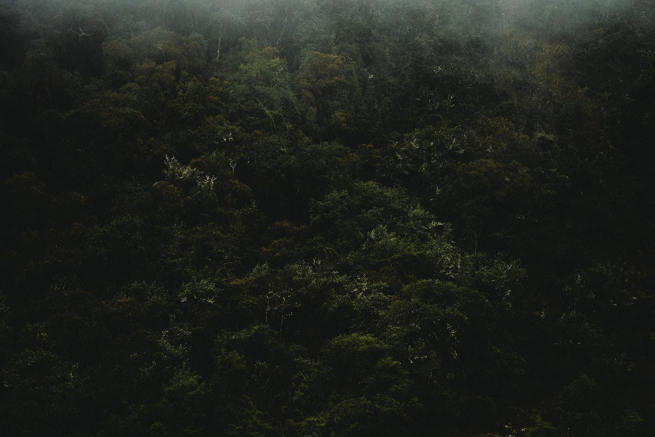 Dense dark forest canopy with low mist drifting over the treetops, Sacred Valley, Peru