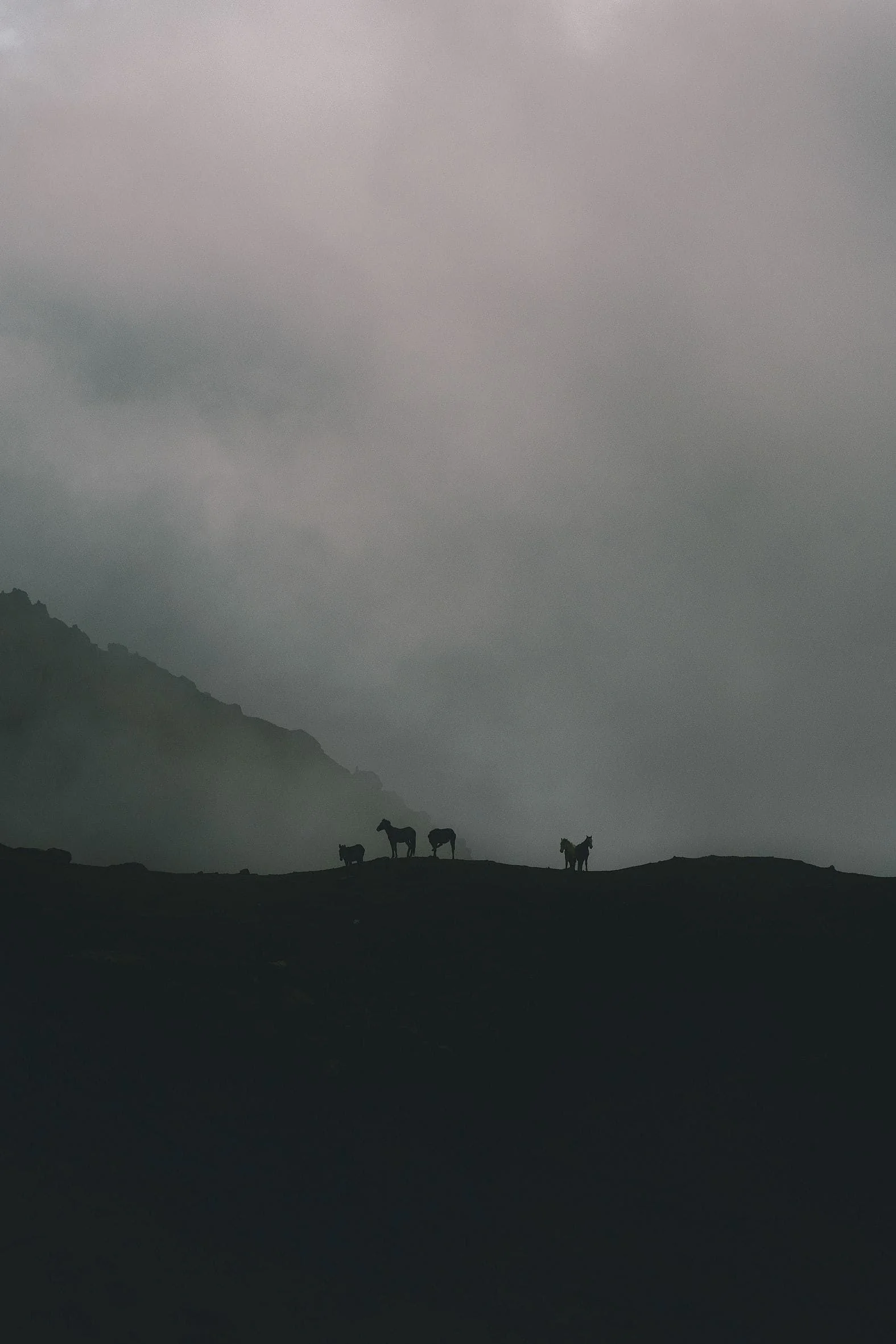 Three horses standing in silhouette on a ridge as thick cloud rolls across the slopes behind them, Cordillera Vilcabamba, Peru