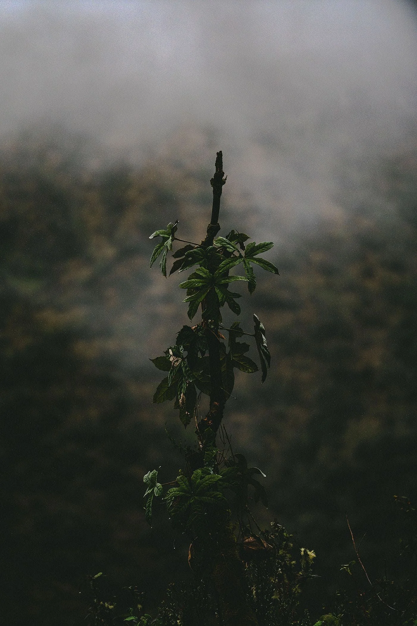 A single plant standing against drifting mist, the forested slope behind it thrown out of focus, cloud forest of the Cordillera Vilcabamba, Peru