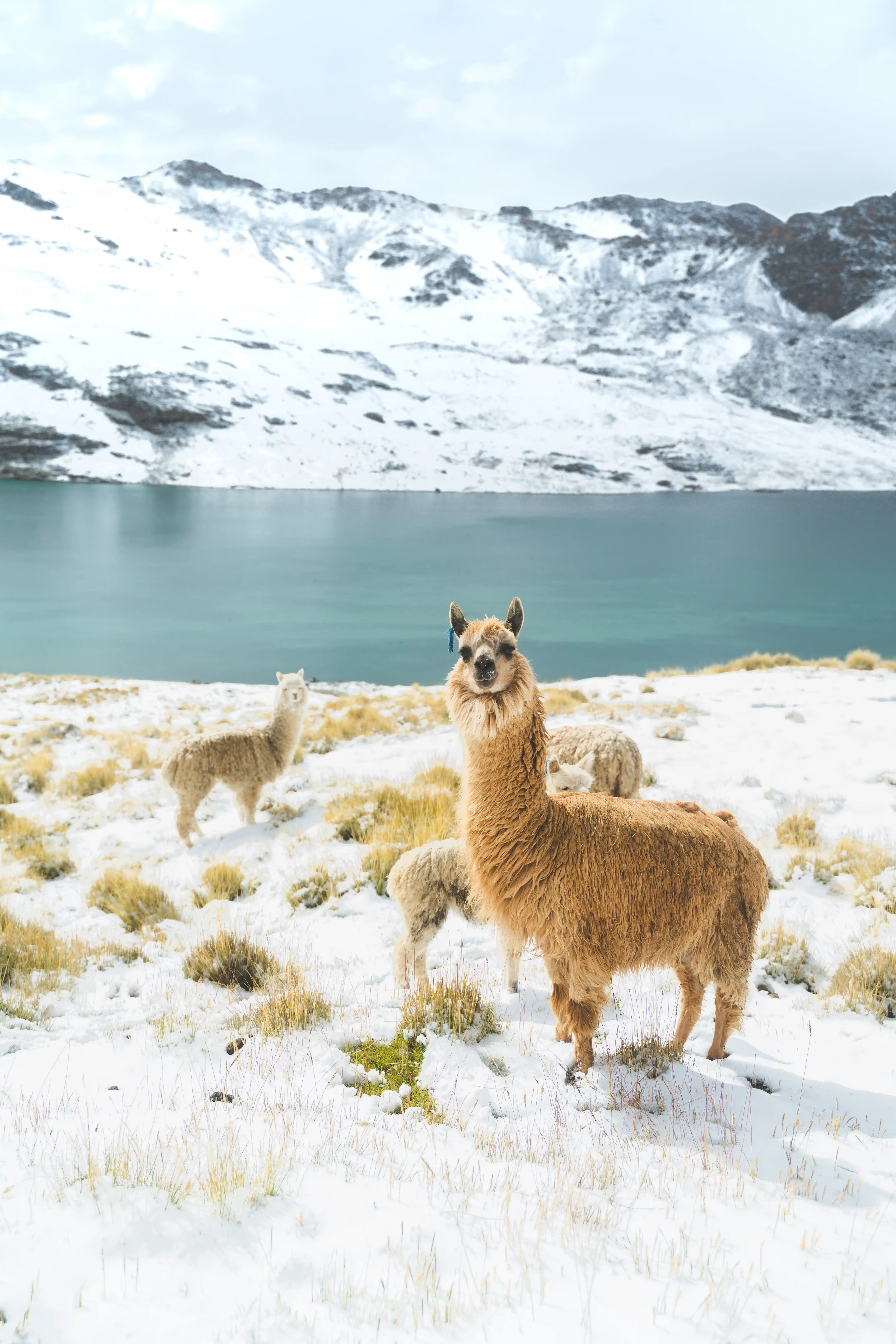Nevado Chumpe — 4